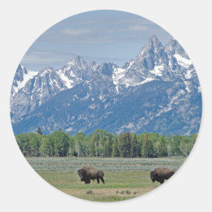 Teton buffelklistermärke runt klistermärke