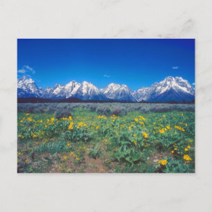 Teton Mountains och Wildblommor Vykort