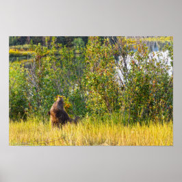 Tetonbjörn som äter bär, Wyoming Poster
