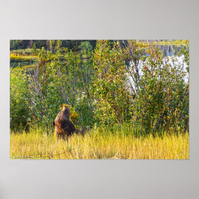 Tetonbjörn som äter bär, Wyoming Poster (Framsidan)