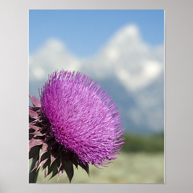 Tetons Thistle Poster (Framsidan)