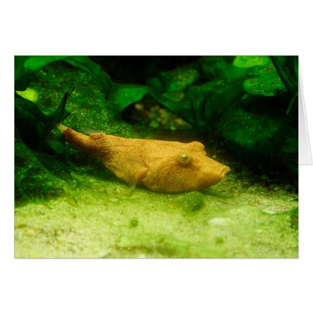 Tetraodon miurus hälsningskort (Framsidan Horizontal)