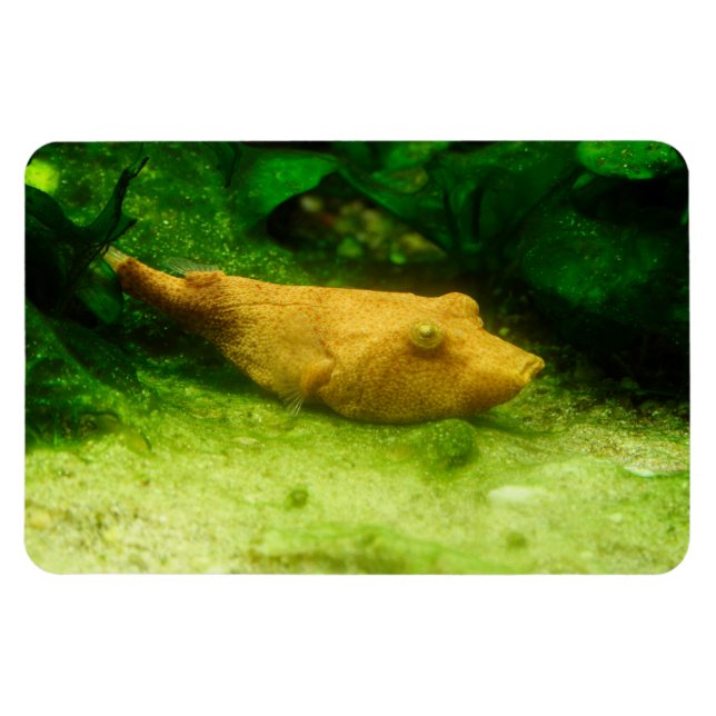 Tetraodon miurus magnet (Horisontell)