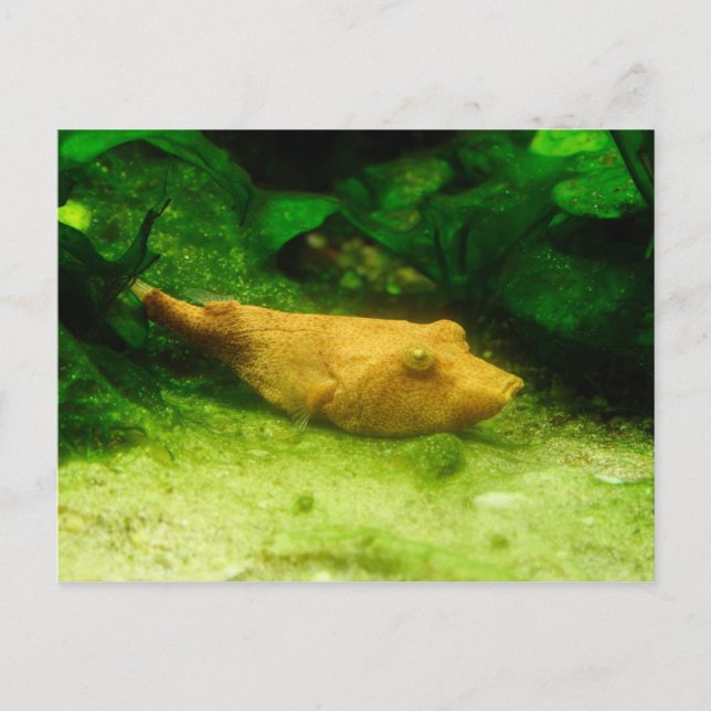 Tetraodon miurus vykort (Framsida)