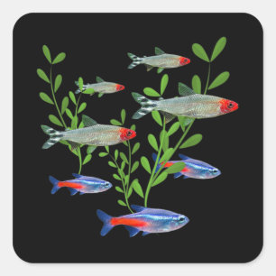 Tetras Aquarium Neon Tetras Rummy Nose Tetras Fish Fyrkantigt Klistermärke