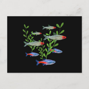 Tetras Aquarium Neon Tetras Rummy Nose Tetras Fish Vykort