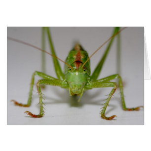 Tettigonia viridissima hälsningskort