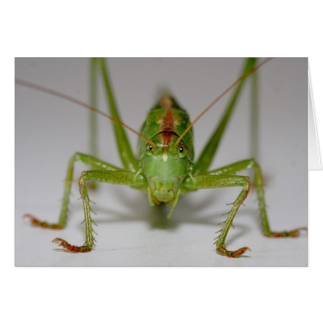 Tettigonia viridissima hälsningskort (Framsidan Horizontal)