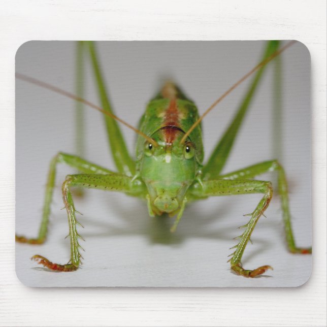 Tettigonia viridissima musmatta (Framsidan)