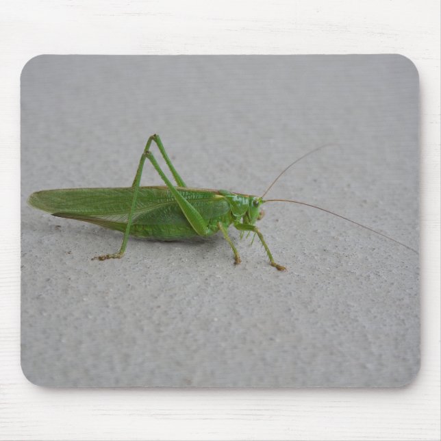 Tettigonia viridissima musmatta (Framsidan)
