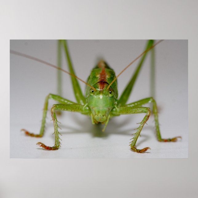 Tettigonia viridissima poster (Framsidan)