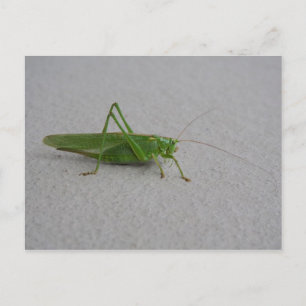 Tettigonia viridissima vykort