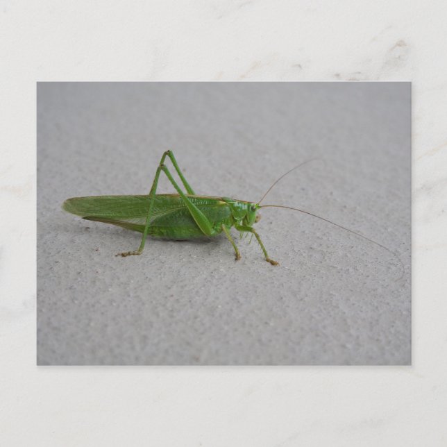 Tettigonia viridissima vykort (Framsida)