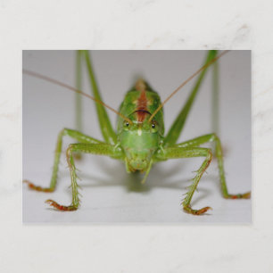 Tettigonia viridissima vykort
