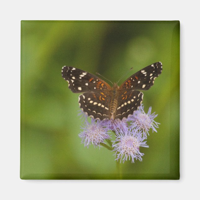 Texan Crescent Butterfly Magnet (Framsidan)