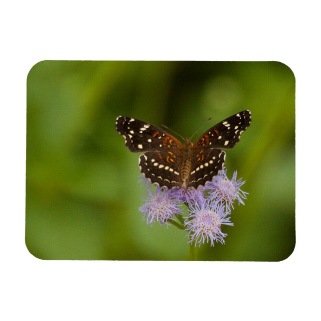 Texan Crescent Butterfly Magnet (Horisontell)