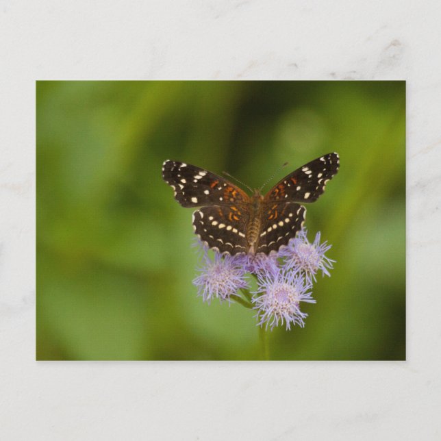 Texan Crescent Butterfly Vykort (Framsida)