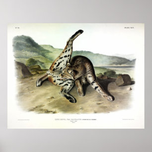 Texan Lynx (Bobcat, Red Lynx) Poster