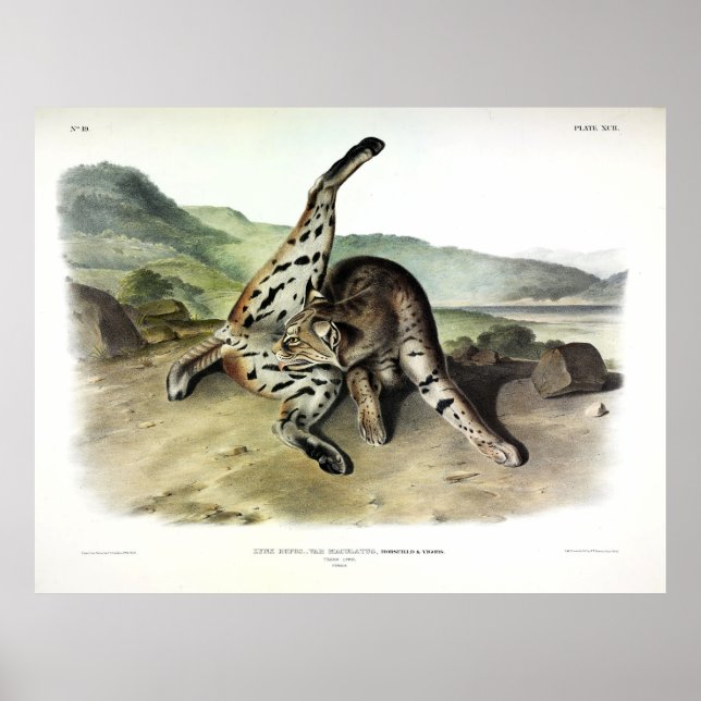 Texan Lynx (Bobcat, Red Lynx) Poster (Framsidan)