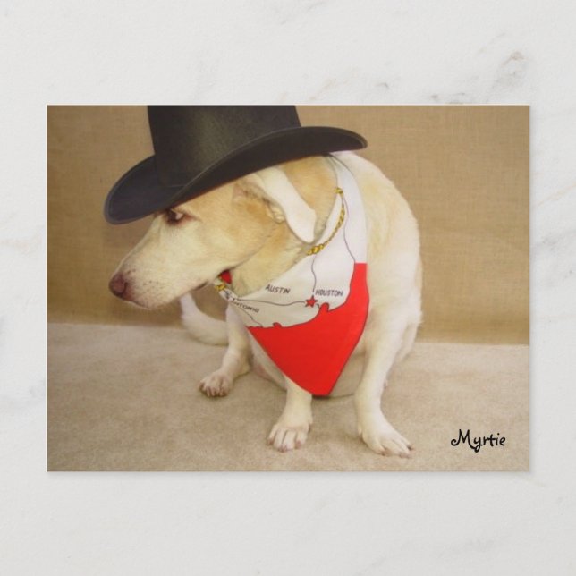 Texan Myrtie Postcard Vykort (Framsida)