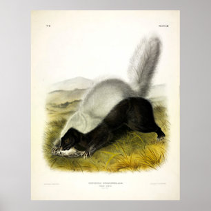 Texan Skunk (American Hog-nosed Skunk) av Audubon Poster
