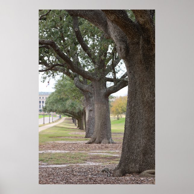 Texas A&M-träden Poster (Framsidan)