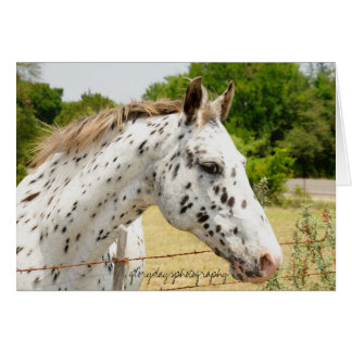 Texas Appaloosa Hälsningskort