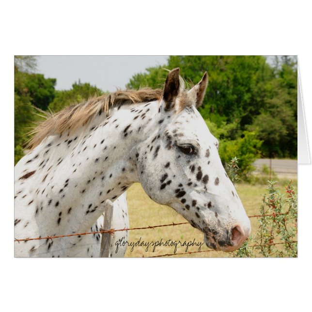Texas Appaloosa Hälsningskort (Framsidan Horizontal)
