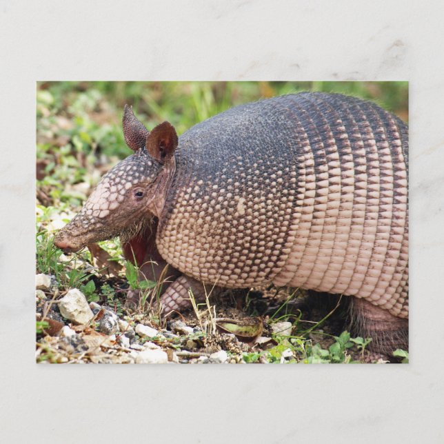 Texas Armadillo Postcard #3 Vykort (Framsida)