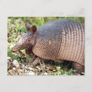 Texas Armadillo Postcard #3 Vykort