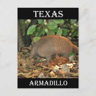 Texas Armadillo Vykort