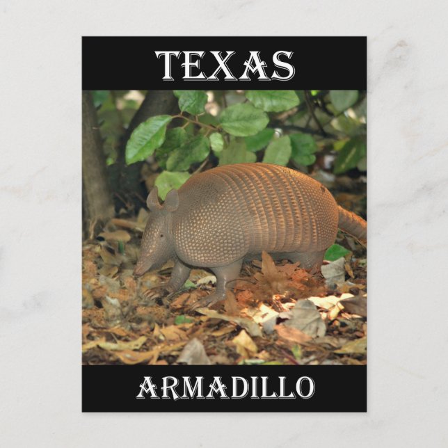 Texas Armadillo Vykort (Framsida)