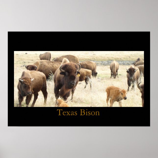 Texas Bison Poster (Framsidan)