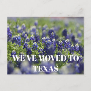 Texas blå blåskål Blomma Vildblomma Blå Blommig Vykort
