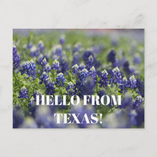 Texas blå lupiner Blomma Vildblomma Blå Blommig Vykort