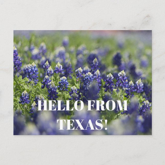Texas blå lupiner Blomma Vildblomma Blå Blommig  Vykort (Framsida)
