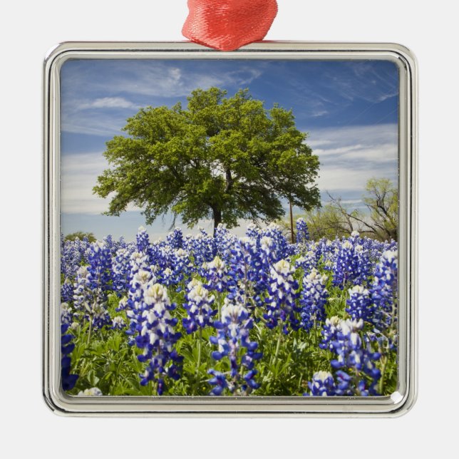 Texas blåbonor(lupinus texensis) och ek julgransprydnad metall (Framsidan)