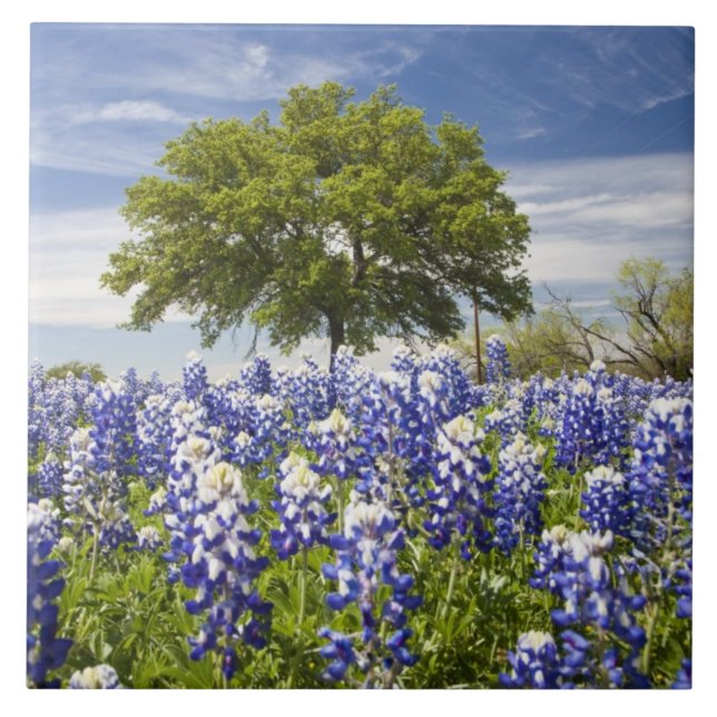 Texas blåbonor(Lupinus texensis) och ek Kakelplatta (Framsidan)