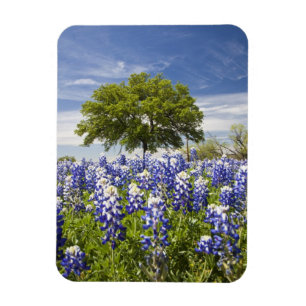 Texas blåbonor(Lupinus texensis) och ek Magnet
