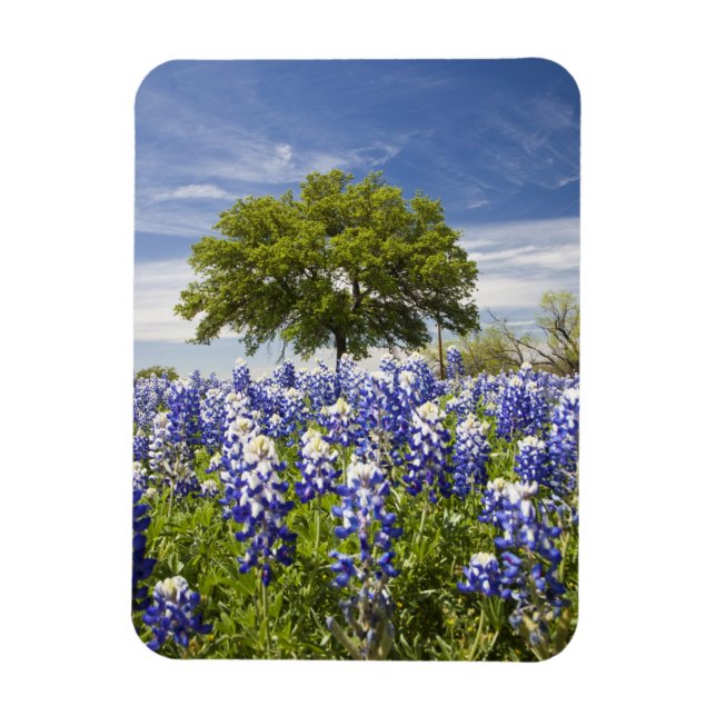 Texas blåbonor(Lupinus texensis) och ek Magnet (Vertikal)