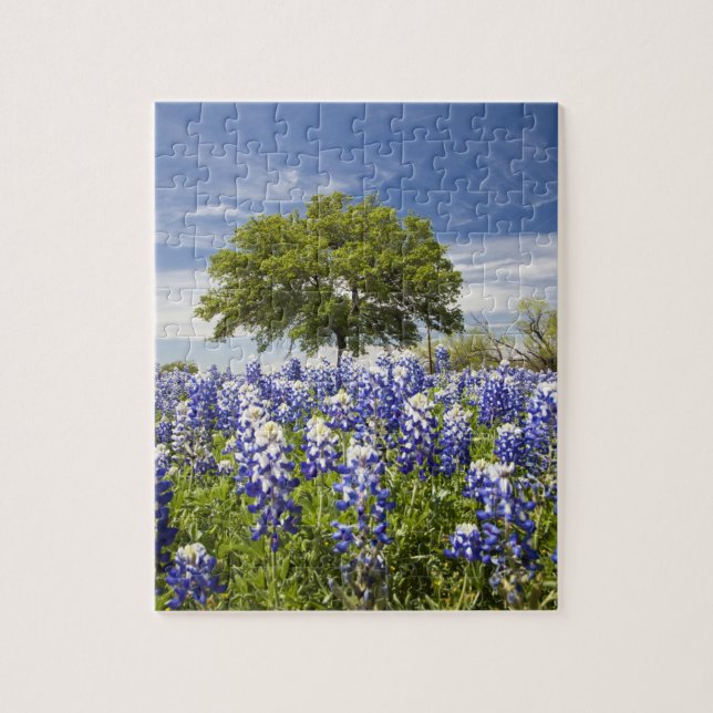 Texas blåbonor(Lupinus texensis) och ek Pussel (Vertikal)