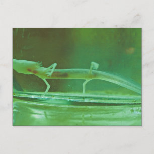 Texas Blind Salamander Vykort