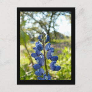 Texas Blue Bonnet vykort