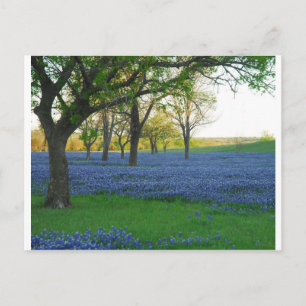 Texas Blue Bonnets Vykort