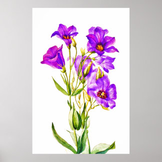 Texas Bluebells Ekunda Russellianum Poster