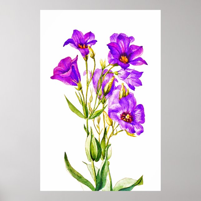 Texas Bluebells Ekunda Russellianum Poster (Framsidan)