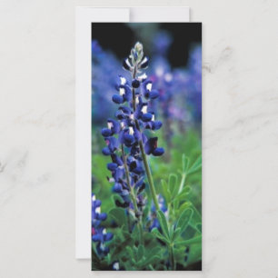 Texas Bluebonnet
