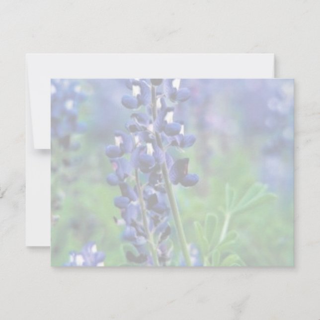 Texas Bluebonnet (Framsida)