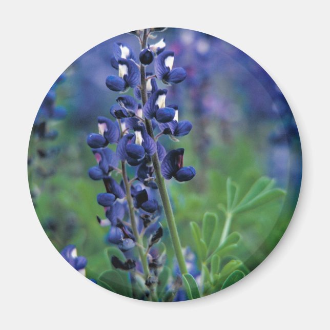 Texas Bluebonnet-2-Best Magnet (Framsidan)