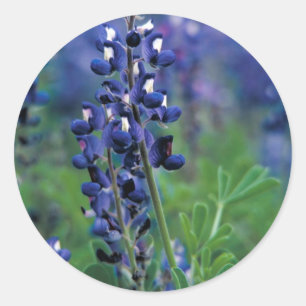 Texas Bluebonnet-2-Best Runt Klistermärke